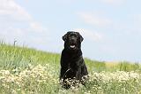 LABRADOR 380